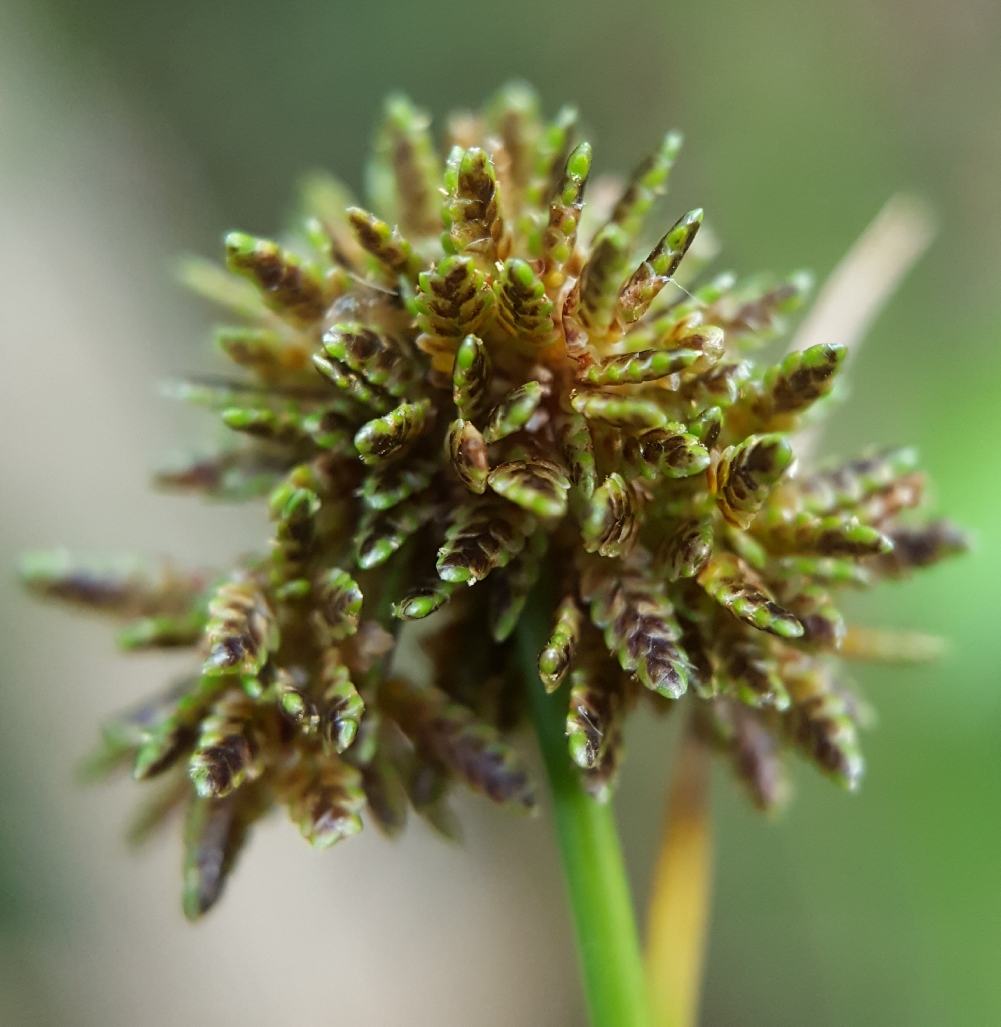 (c) François Rousseu, certains droits réservés (CC BY-NC) https://www.inaturalist.org/observations/96085793