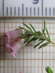 Erica leucantha