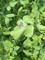 Pseudolucia chilensis