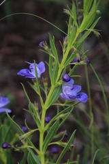 Rotheca
