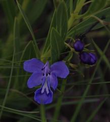 Rotheca