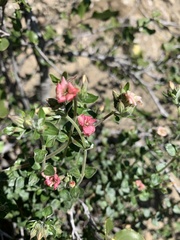 Viviania marifolia
