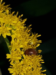 Cychramus luteus