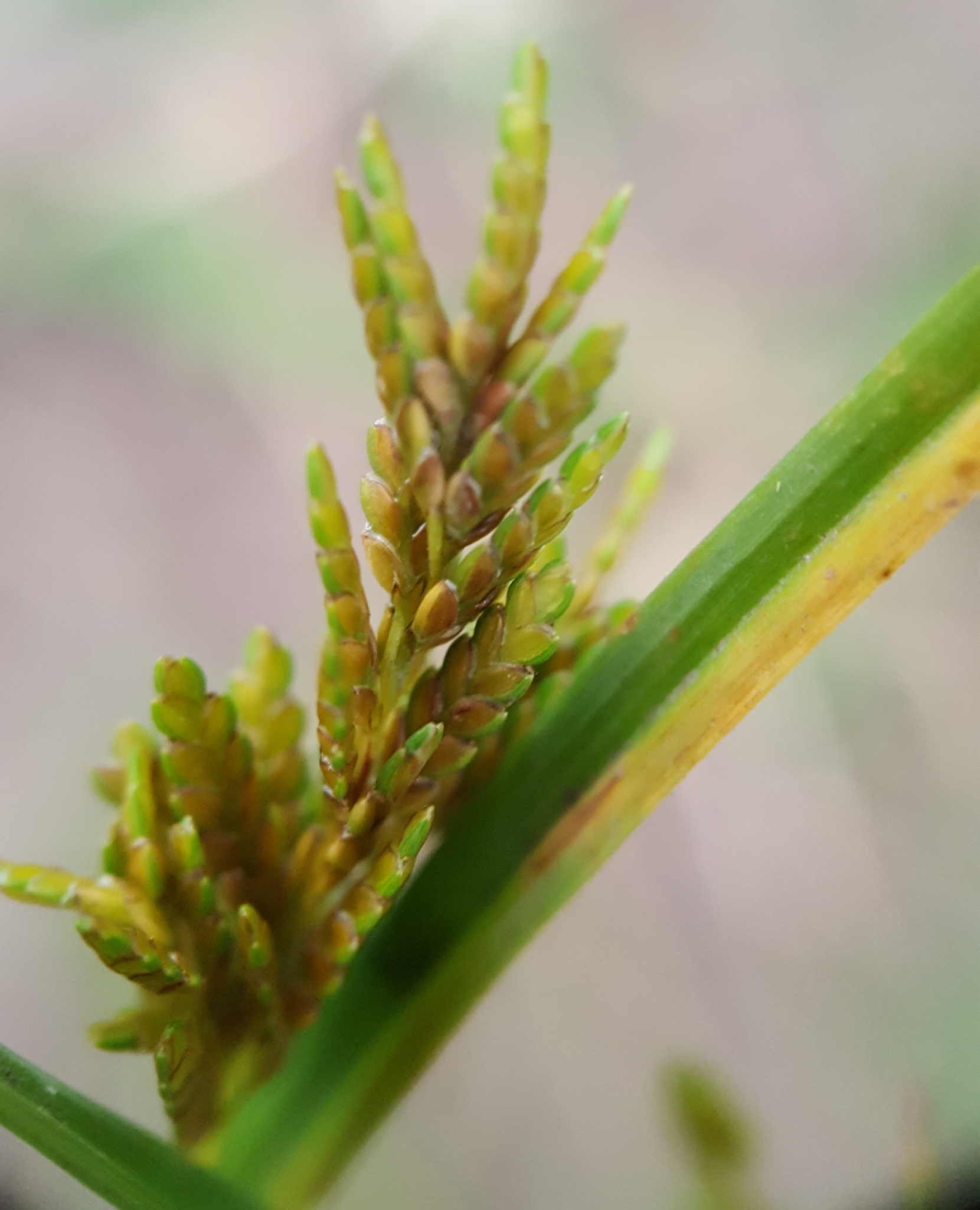 (c) François Rousseu, certains droits réservés (CC BY-NC) https://www.inaturalist.org/observations/96086270