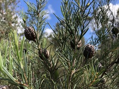 Hakea nodosa