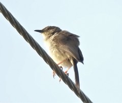 Prinia sylvatica