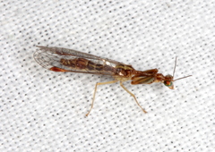 Austromantispa imbecilla