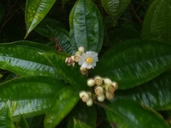 Miconia subhirsuta