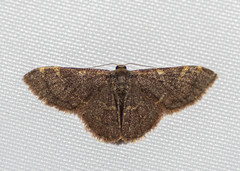 Idaea insuavis