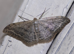 Idaea falcipennis