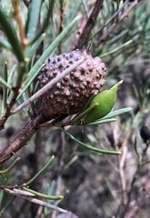 Hakea nodosa