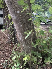 Tilia americana caroliniana