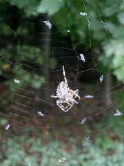 Araneus diadematus
