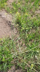 Tordylieae