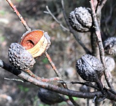 Hakea nodosa