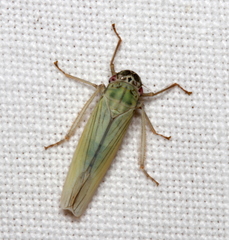 Cofana spectra