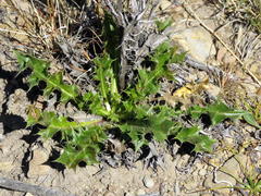Berkheya carlinifolia