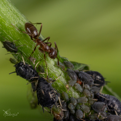 Linepithema humile
