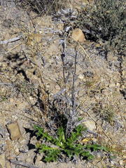 Berkheya carlinifolia