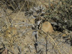 Berkheya carlinifolia