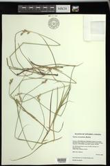 Carex xerantica