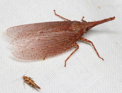 Rentinus dilatatus