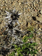 Berkheya carlinifolia