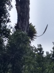 Vriesea macrostachya