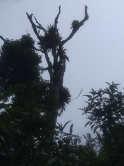 Vriesea macrostachya