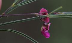 Dolichos angustifolius