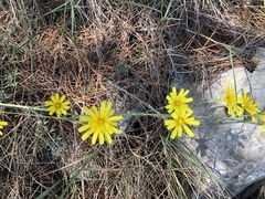 Hieracium tommasinianum