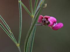 Dolichos angustifolius
