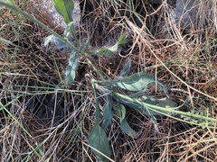 Hieracium tommasinianum
