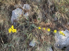 Hieracium tommasinianum