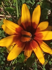 Lycaena virgaureae