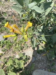 Nicotiana glauca