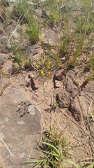 Eriospermum abyssinicum