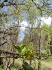 Tristerix corymbosus