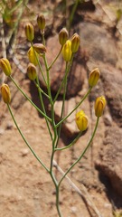 Eriospermum abyssinicum