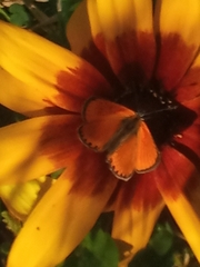 Lycaena virgaureae