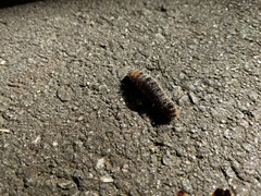 Acronicta hastulifera