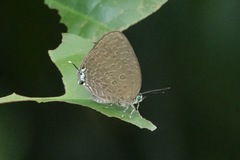 Arhopala pseudomuta