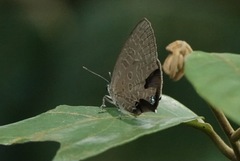 Arhopala pseudomuta