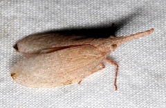 Rentinus dilatatus