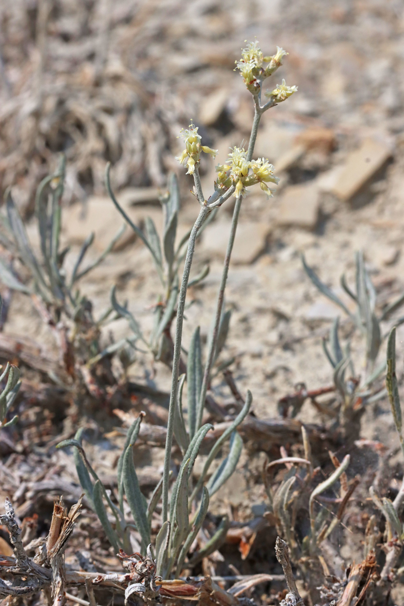 Eriogonum spathulatum