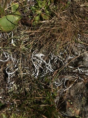 Thamnolia vermicularis