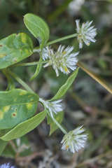 Alternanthera pubiflora