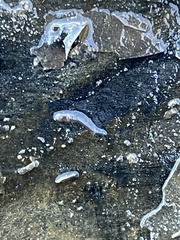 Helobdella