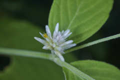 Alternanthera pubiflora