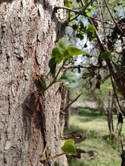 Tristerix corymbosus